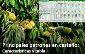 Patrones de Castaño: Características y Tabla para Seleccionar el Mejor Portainjertos