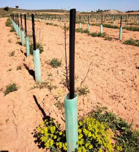 Cómo elegir los mejores protectores de tronco para árboles frutales