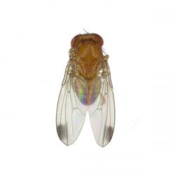 Drosophila suzukii, plaga