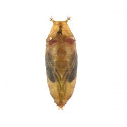 Drosophila suzukii, plaga