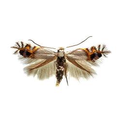 Leucoptera malifoliella , plaga