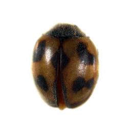 Rodolia cardinalis (=Novius cardinalis), plaga