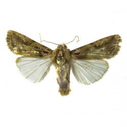 Spodoptera spp.; Spodoptera exigua y Spodoptera littoralis, plaga
