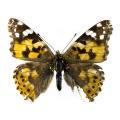 Lepidoptera / Nymphalidae