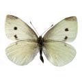 Lepidoptera / Pieridae