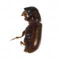 Coleoptera / Scolytidae