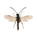 Hymenoptera / Cephidae