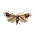 Lepidoptera / Lyonetiidae