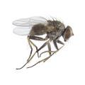 Diptera / Anthomyiidae
