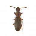 Coleoptera / Cucujidae