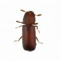 Coleoptera / Bostrichidae