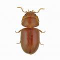Coleoptera / 