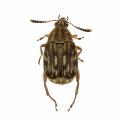 Coleoptera / Bruchidae