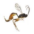 Hymenoptera / Ichneumonidae