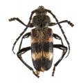 Coleoptera / Cerambycidae
