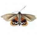 Lepidoptera / Castniidae