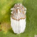 Homoptera / Margarodidae