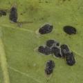 Homoptera / Diaspididae
