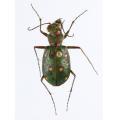 Coleoptera / Cicindellidae