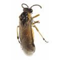 Hymenoptera / Argidae