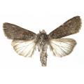 Lepidoptera / Notodontidae