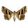 Lepidoptera / Noctuidae