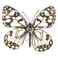 Lepidoptera / Satyridae