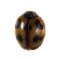 Coleoptera / Coccinellidae