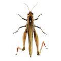 Orthoptera / Acrididae