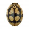 Coleoptera / Coccinellidae