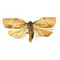 Lepidoptera / Tortricidae