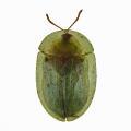 Coleoptera / Chrysomelid.