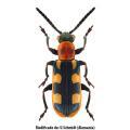 Coleoptera / Chrysomelid.