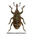 Coleoptera / Curculionidae