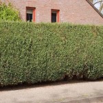 C lawsoniana 2 150x150 1