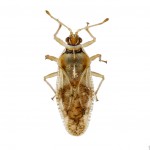 Monosteira unicostata 150x150 1