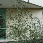 Poncirus trifoliata Flying Dragon 1 JWC1 150x150 1