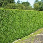 Thuja plicata 150x150 1