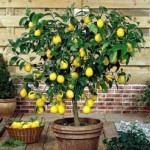 c limon 150x150 1