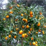 kumquat 150x150 1