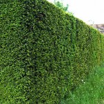 taxus bac 150x150 1