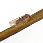 Psylla pyri 2 150x150 1