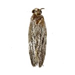 Anarsia lineatella 150x150 1