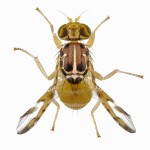 Ceratitis capitata 150x150 1