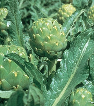 Alcachofa Imperial star, 1000 semillas