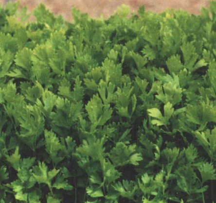 Apio Golden Spartan, 100g