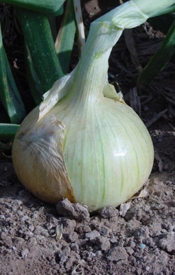 Cebolla Babosa super sel. ISA, 1000 semillas