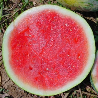Sandia Pasion F1, 1000 semillas