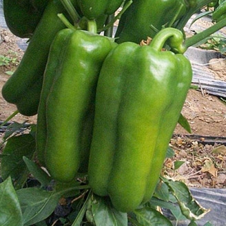 Pimiento Lamuyo F1, 1000 semillas