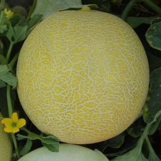 Melón Galia F1, 1000 semillas